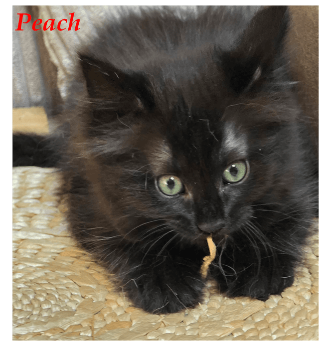 Photo de Peach