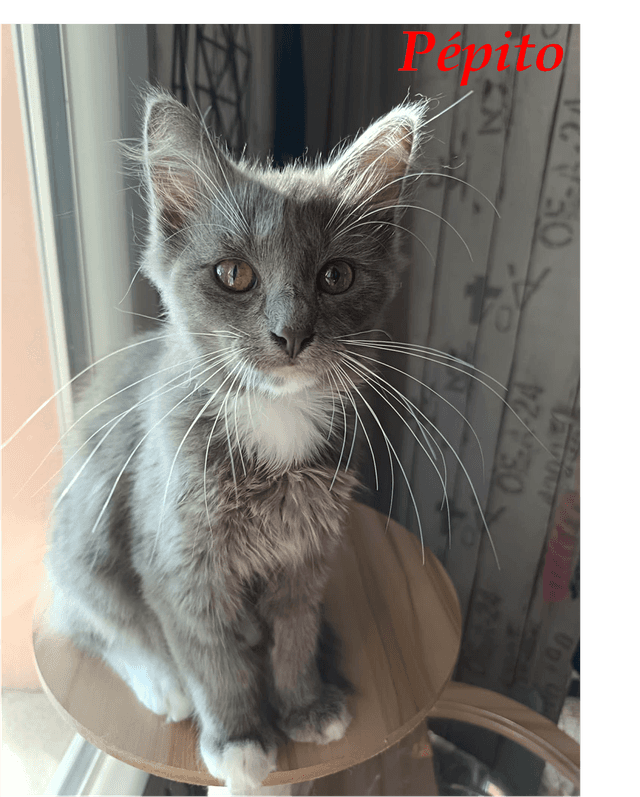 Photo de Pépito