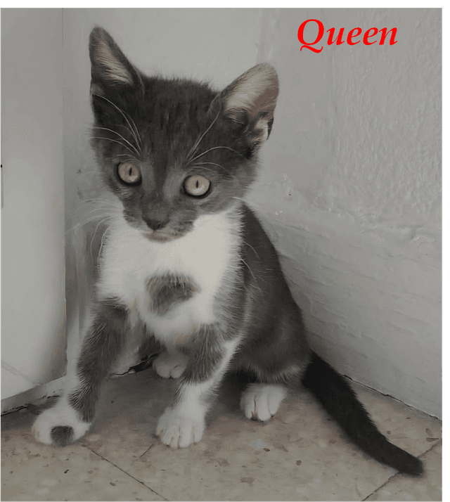Photo de Queen