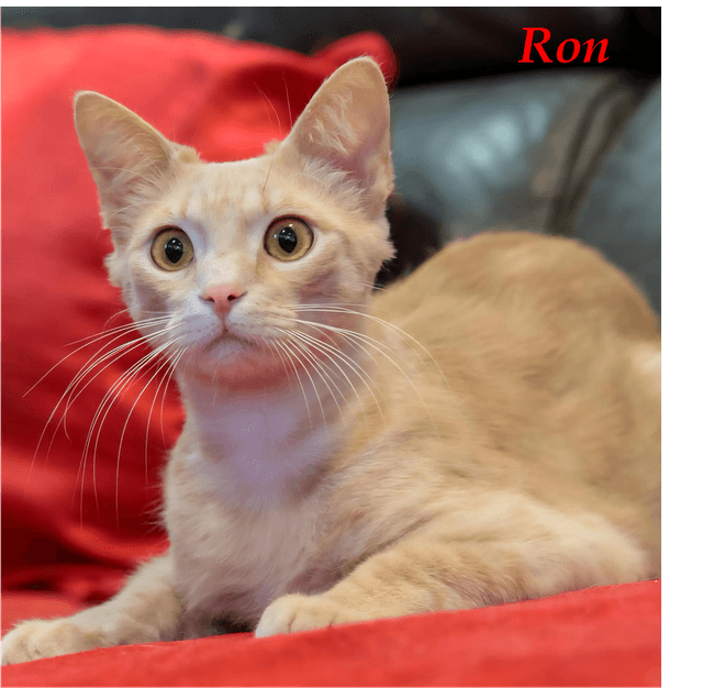 Photo de Ron