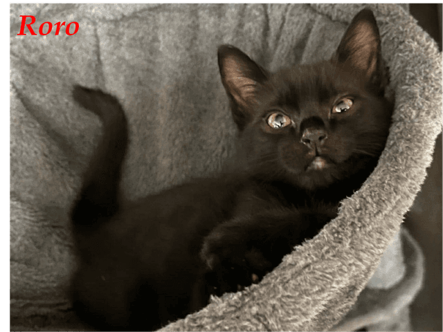 Photo de Roro