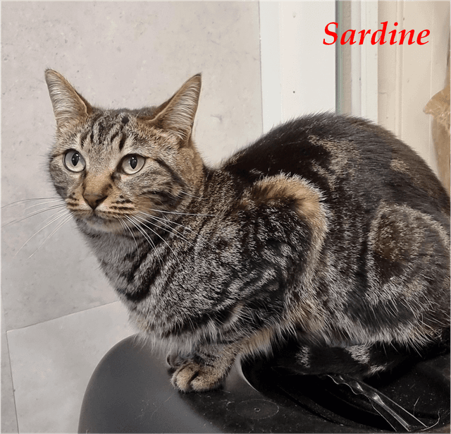 Photo de Sardine