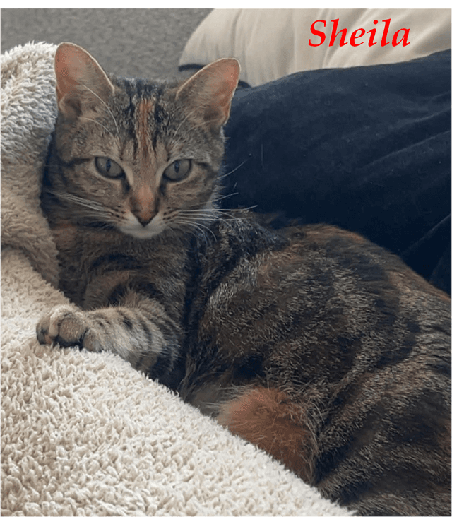 Photo de Sheila