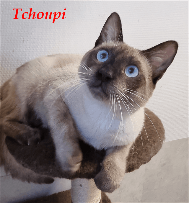 Photo de Tchoupi