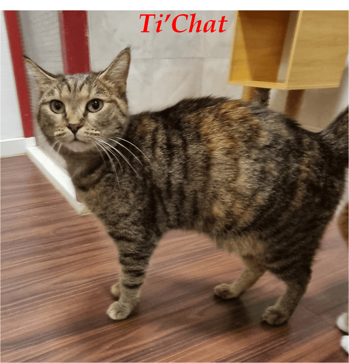Photo de Ti chat