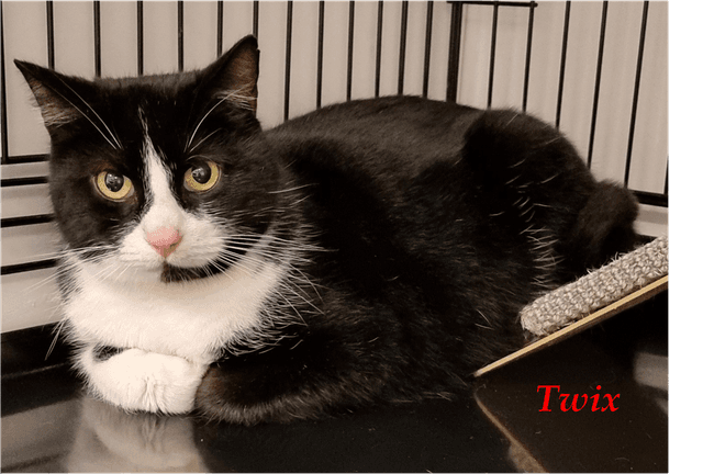 Photo de Twix
