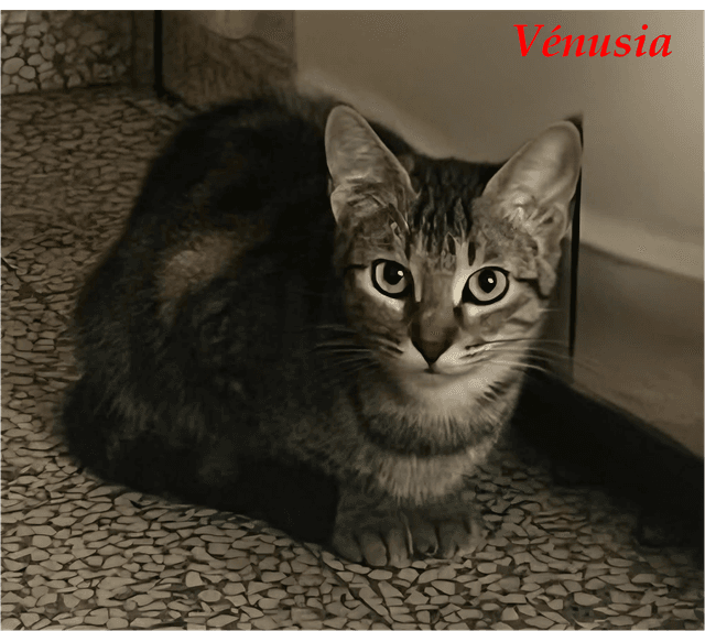 Photo de Vénusia