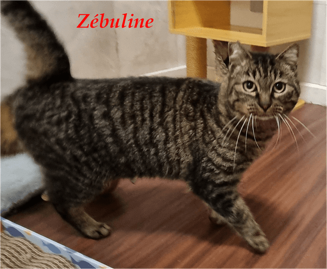 Photo de Zébuline