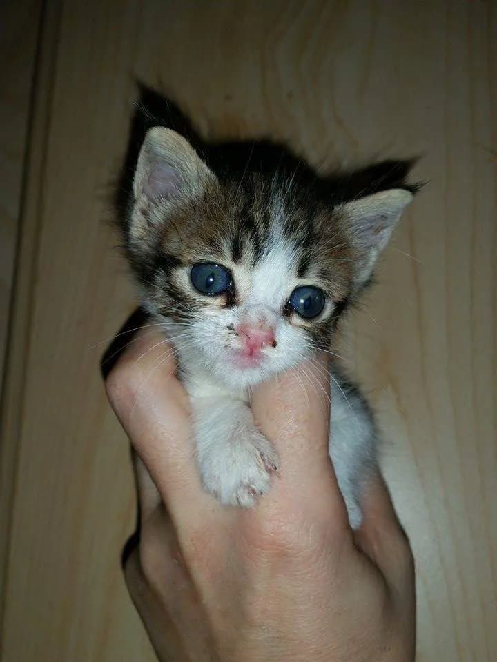 Kéopse chaton, si petite qu'elle tient au creux d'une main