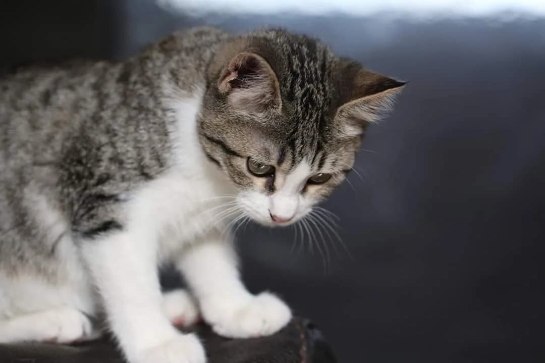 Kéopse jeune chatte, observant attentivement