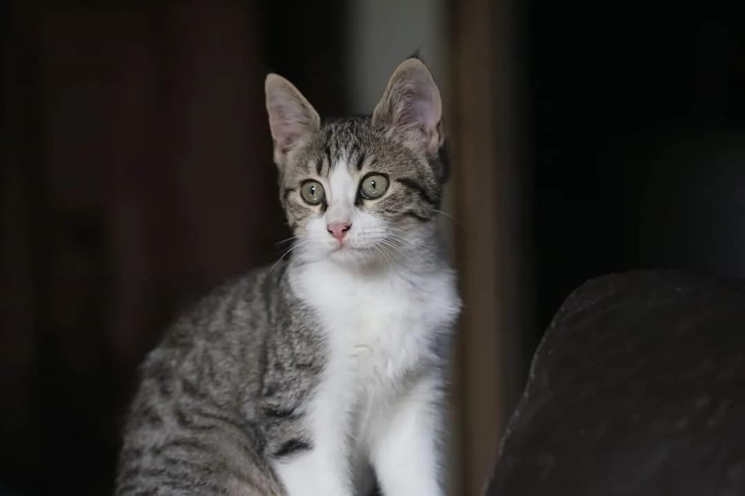 Kéopse jeune chatte, portrait de profil