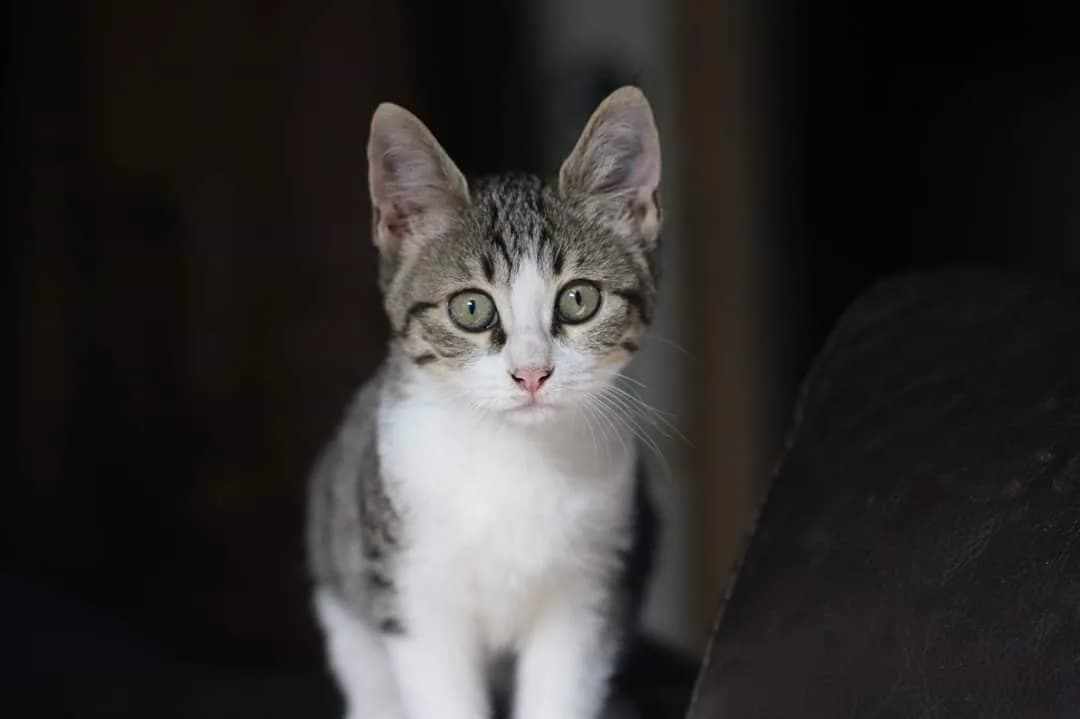 Kéopse, chatte tigrée et blanche au regard immense