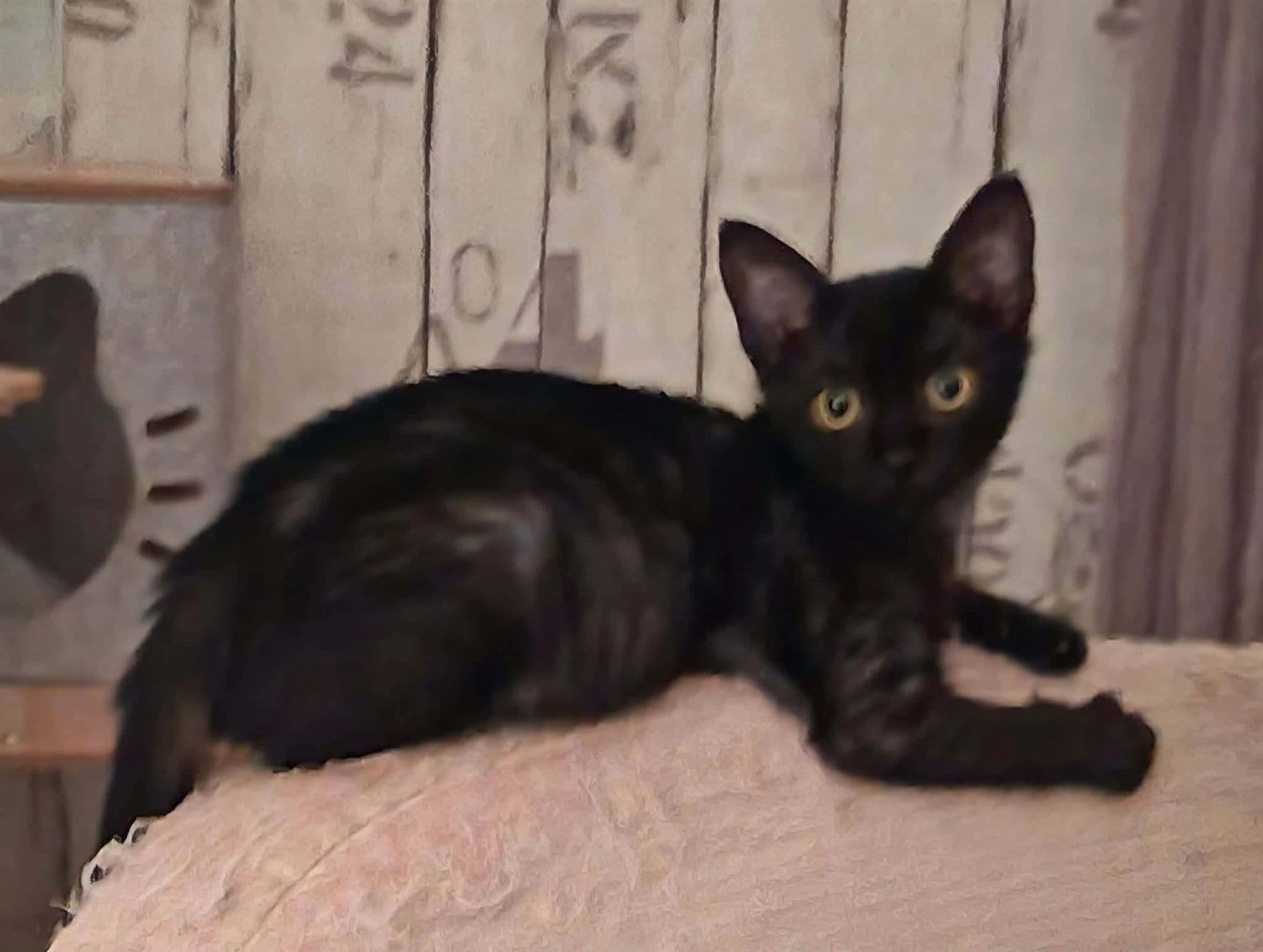 Photo de Mignonne