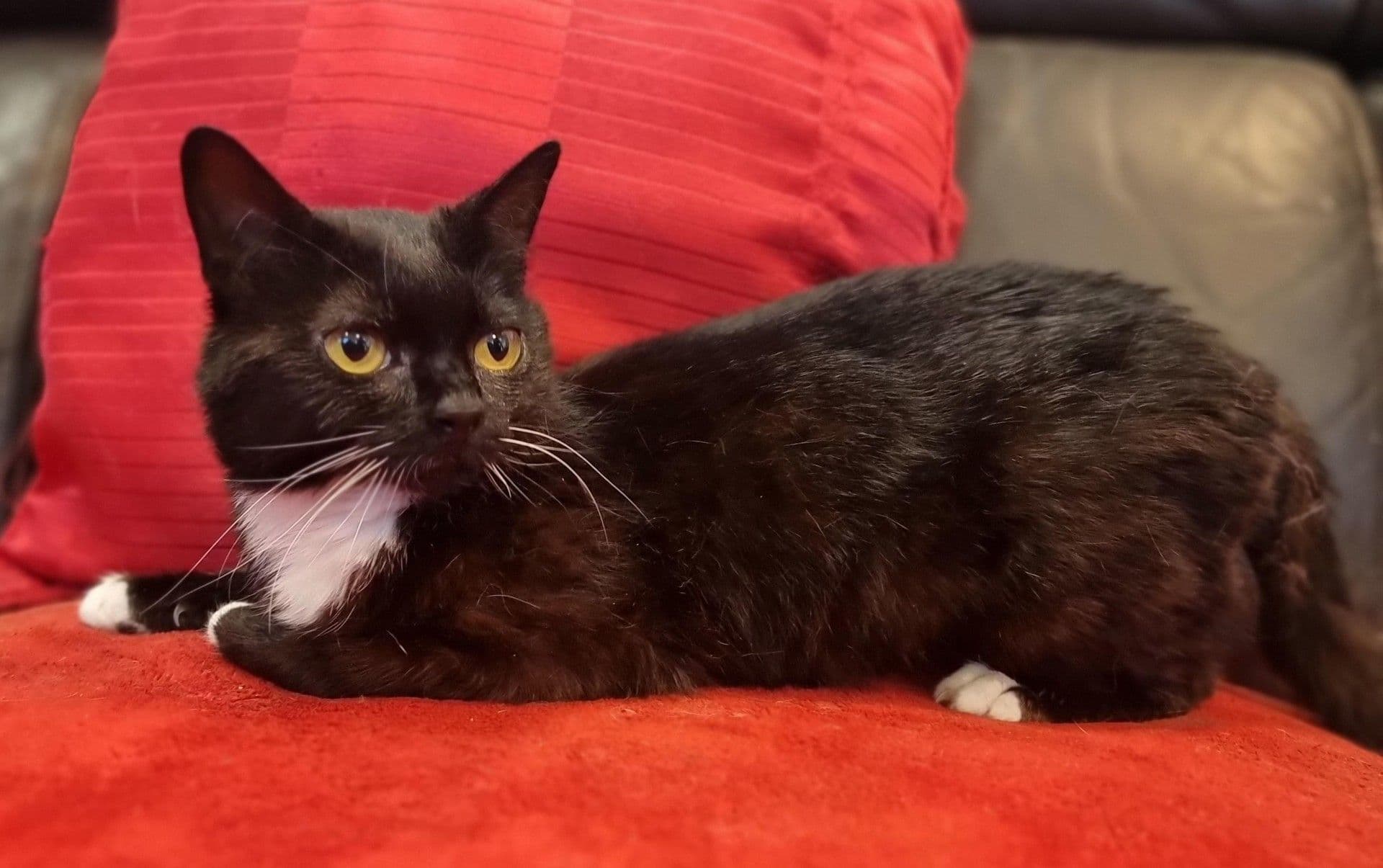 Photo de Shadow